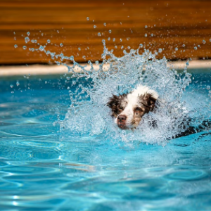 D.O.G. AQUATHLON D.O.G. AQUATHLON