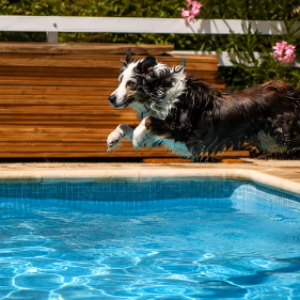 DOG. AQUATHLON