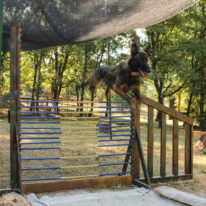 High Jump | DOG - Dog Outdoor Games