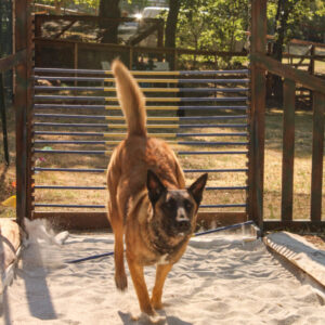 High Jump | DOG - Dog Outdoor Games 2