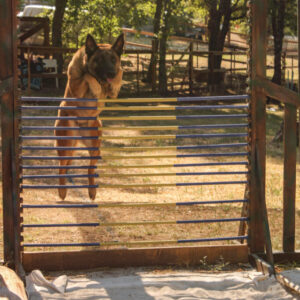 High Jump | DOG - Dog Outdoor Games 3