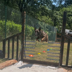 High Jump | DOG Dog Outdoor Games High Jump | DOG Dog Outdoor Games