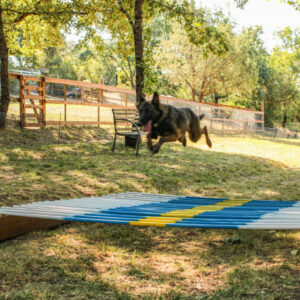 Long Jump | DOG - Dog Outdoor Games