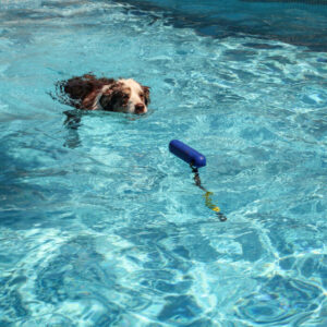 Water fetch | DOG - Dog Outdoor Games